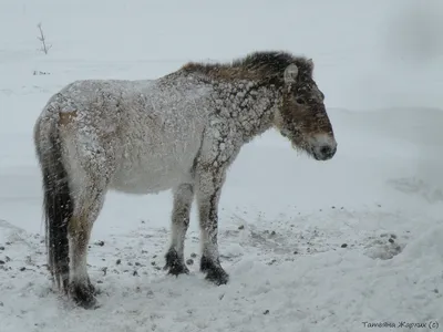 Как дикие лошади зимовали