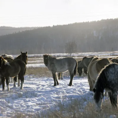 При какой температуре лошади мерзнут? - Equilogy