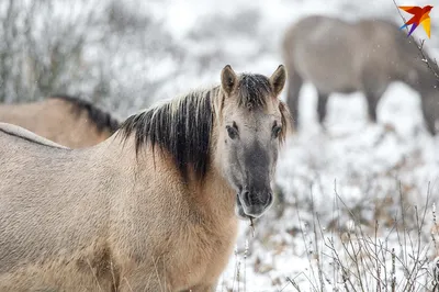 Содержание лошадей зимой | EquiLife.ru - Первый Конный журнал online