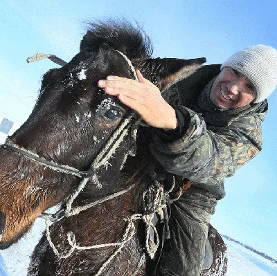 Обои Лошадь зимой Животные Лошади, обои для рабочего стола, фотографии  лошадь, зимой, животные, лошади, голова, зима, снег, попона Обои для  рабочего стола, скачать обои картинки заставки на рабочий стол.