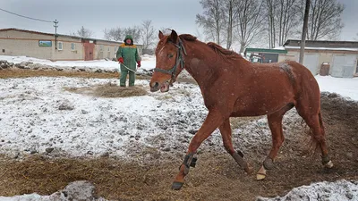 Скачать обои зима, снег, лошадь, собака, уздечка, раздел животные в  разрешении 1600x900