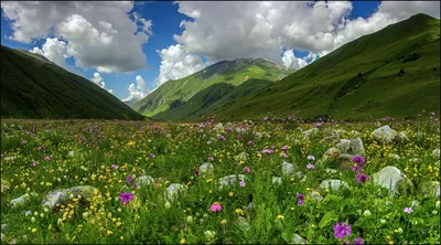 Альпийские луга | ФОТОВЫСТАВКА