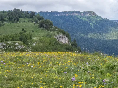 Фотообои Альпийские луга купить на стену • Эко Обои