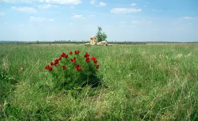 Небо чистого воздуха и зеленая природа луга, леса Стоковое Изображение -  изображение насчитывающей сады, свеже: 185221345