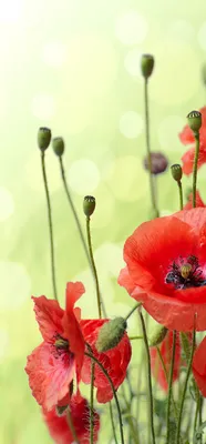 Poppies. Маки. PNG. | Маки, Цветочное искусство, Цветы