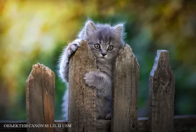 Самые маленькие кошки в мире — фото и описание пород | СМЕШНЫЕ КОШКИ 😻 |  Дзен