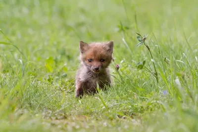 Пин от пользователя Michael Bentley на доске Animals - Foxes | Лисята,  Товары для животных, Щенки таксы