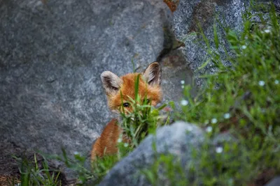 Еще немножко про маленьких лисят.. Photographer Terenteva Natalya