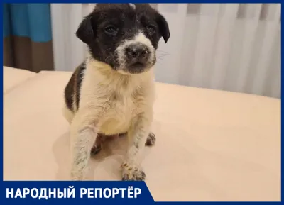 Клички для собак 🐕 по алфавиту – ProPlan.ru