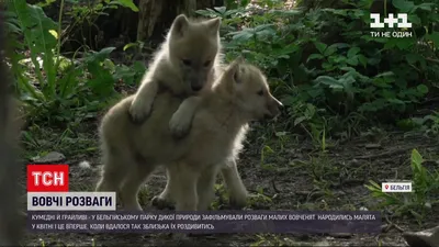 В Пятигорске во дворе частного дома поймали маленького волчонка