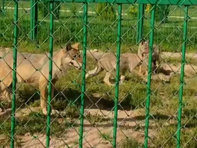 Волк, который любит фрукты, живёт в семье псковичей