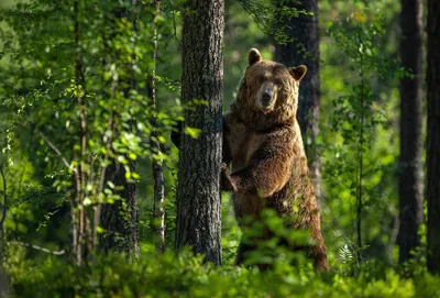 Спящий белый медведь и медузы под северным сиянием: лучшие фотографии дикой  природы 2023 года | Euronews