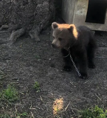 Нового медвежонка впервые показали в зоопарке Алматы: медведица никого к  нему не пускает - 06.03.2021, Sputnik Казахстан