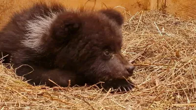 Забавные игры медвежонка Степы показал зоопарк столицы Хакасии