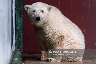 Якутяне бьют тревогу: Спасите маленького медвежонка!