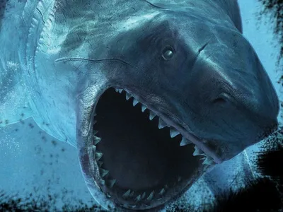 Фигурка мегалодона PNSO Megalodon акула доисторическая (ID#1403345970),  цена: 1196 ₴, купить на Prom.ua