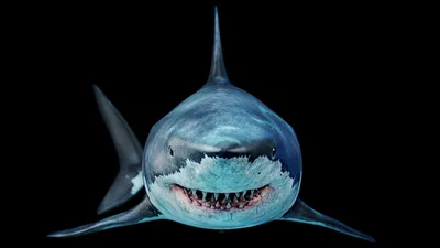 Фигурка мегалодона PNSO Megalodon акула доисторическая (ID#1630217856),  цена: 1093.50 ₴, купить на Prom.ua