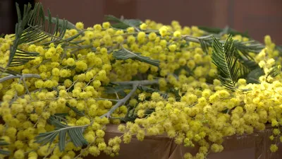 Раннее цветение мимозы в Сочи не оставит женщин России без цветов 8 Марта -  Новости Сочи