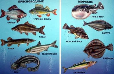 коллекция морских красивых рыб на белом фоне. плоская рыба. векторная  иллюстрация. сбор рыбы. Иллюстрация штока - иллюстрации насчитывающей  конструкция, график: 217306041