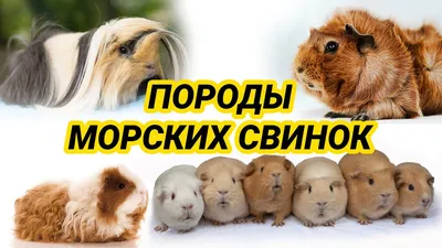 Купить Корм для грызунов HAPPY JUNGLE для морских свинок в Бетховен