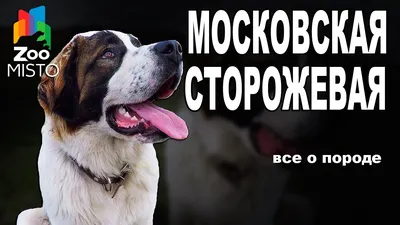 Московская сторожевая / Moscow Watchdog (Moskovskaya Storozevaya) -  PetsPoint.ru