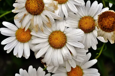 Обои Ромашки, 5k, 4k, цветы, весна, Daisies, 5k, 4k wallpaper, flowers,  spring, ОС #5507 - Страница 114