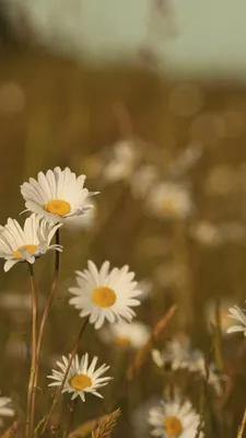 Фотообои Ромашки лепестки купить на стену • Эко Обои