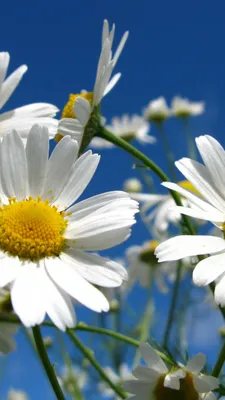 Скачать обои ромашки, крупный план, на рабочий стол, chamomile, close-up  разрешение 1600x900 #64051