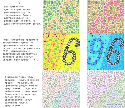 Тест на дальтонизм. Таблица Рабкина (полное описание)