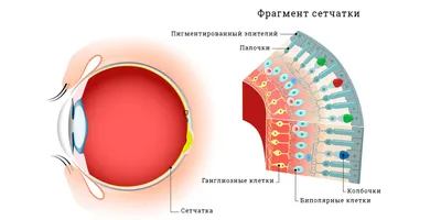 ЭКСПИРИмЕНтуС музей экспериментальных наук - тест на дальтонизм что на  картинке? 😳🙈👻 🧠😉☀️👍💪 #illusium #expirimentus #музеиминска  #кудапойтисдетьми #организмус #экспириментус #научныймузей #музейнаукиминск  #афишаминск #леонардоминск ...