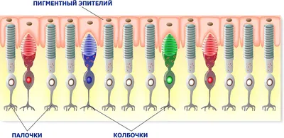 Почему появляется дальтонизм и можно ли его вылечить - Лайфхакер