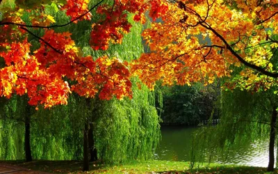 Wallpaper #Autumn #Leaves #Обои #Осень #Листья | Wallpaper Best | Дзен