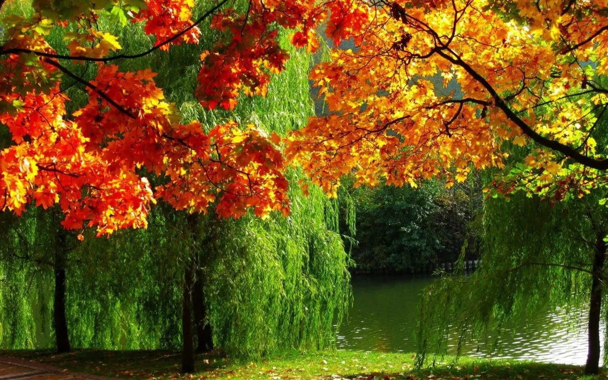 Wallpaper #Autumn #Leaves #Обои #Осень #Листья | Wallpaper Best | Дзен Wallpaper #Autumn #Leaves #Обои #Осень #Листья | Wallpaper Best | Дзен