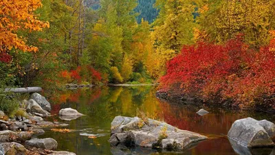 Wallpaper #Autumn #Leaves #Обои #Осень #Листья | Wallpaper Best | Дзен