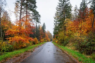 Солнечная осень обои для рабочего стола, картинки и фото - RabStol.net