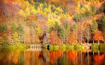 Resultado de imagem para осень обои на телефон | 紅葉 壁紙, 紅葉 景色, 紅葉 背景