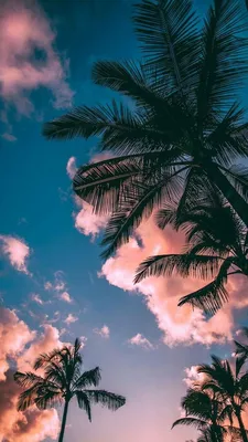 Обои. Лето. Пальмы. Красота | Palm trees wallpaper, Landscape wallpaper,  Background hd wallpaper