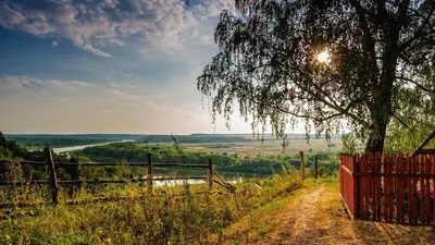 Обои лето, дерево, баборчка на рабочий стол