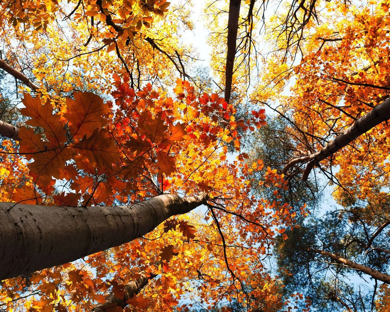 Wallpapers autumn 1280x1024 на рабочий стол Wallpapers autumn 1280x1024 на рабочий стол