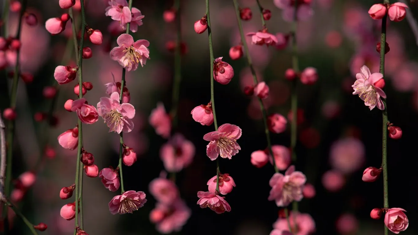 Картинки по запросу обои на рабочий стол 1366x768 | Pink flowers wallpaper, Flower desktop wallpaper, Spring flowers wallpaper Картинки по запросу обои на рабочий стол 1366x768 | Pink flowers wallpaper, Flower desktop wallpaper, Spring flowers wallpaper