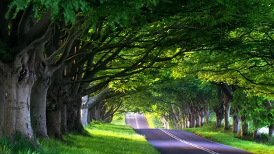 Картинки по запросу картинка на рабочий стол 1600х900 | Street trees, Tree  wallpaper, Beautiful tree