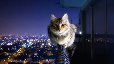 Обои Cat Not Afraid Of Height для телефона и на рабочий стол 1600x900