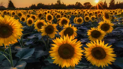 Картинка Prettiest Sunflower Fields для телефона и на рабочий стол 1600x900