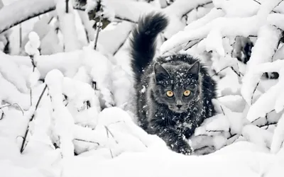 Кошка смотрит вверх на чёрном фоне - обои на рабочий стол