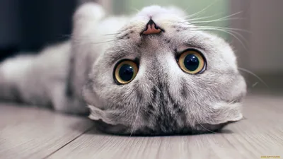Обои Животные Коты, обои для рабочего стола, фотографии животные, коты,  кошка, пол, взгляд, кот Обои для рабочего стола, скачать обои картинки  заставки на рабочий стол.