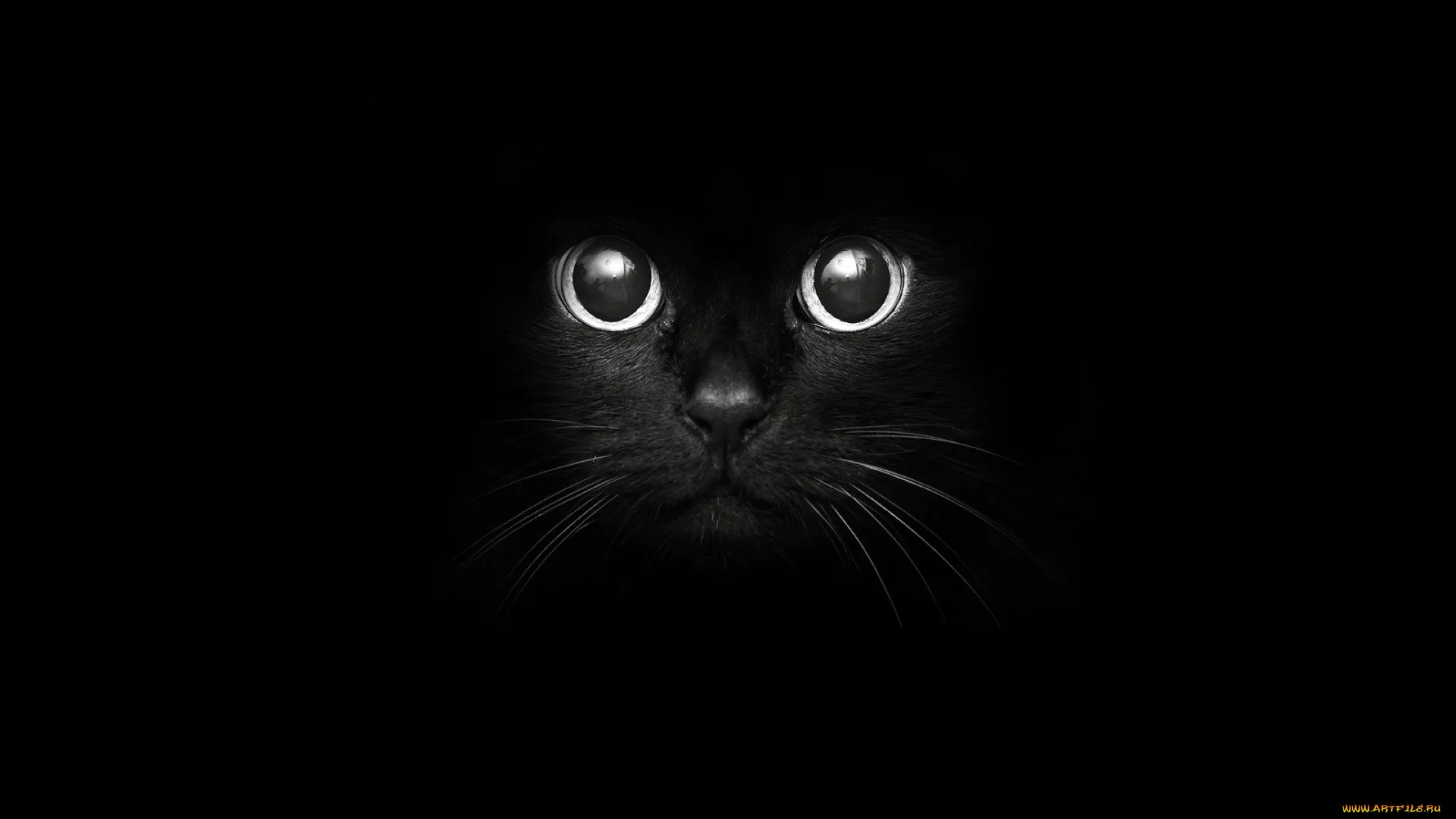 Обои Животные Коты, обои для рабочего стола, фотографии животные, коты, black, cat, чёрная, кошка Обои для рабочего стола, скачать обои картинки заставки на рабочий стол. Обои Животные Коты, обои для рабочего стола, фотографии животные, коты, black, cat, чёрная, кошка Обои для рабочего стола, скачать обои картинки заставки на рабочий стол.
