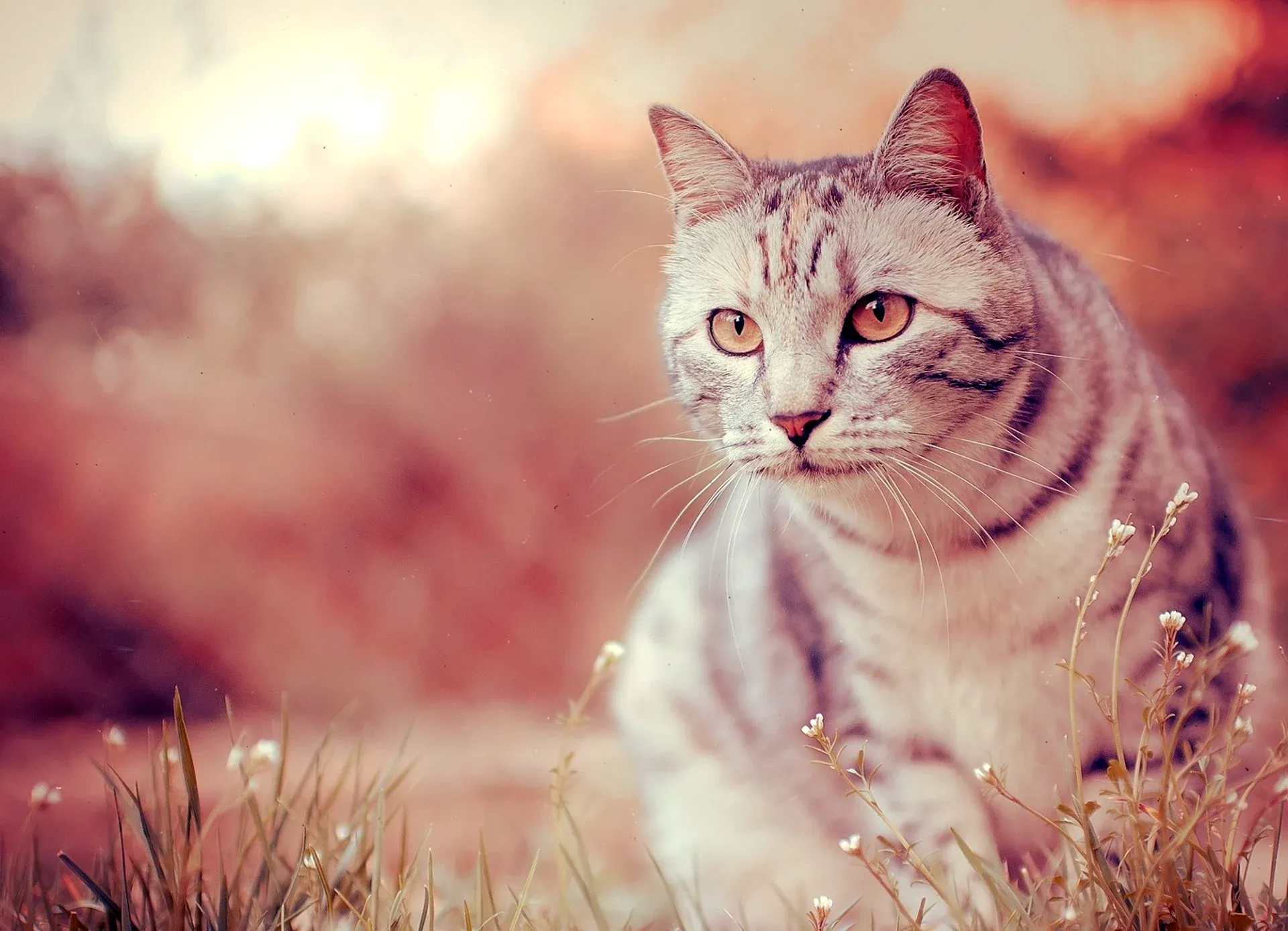 Cat Expressions — котики для рабочего стола Cat Expressions — котики для рабочего стола