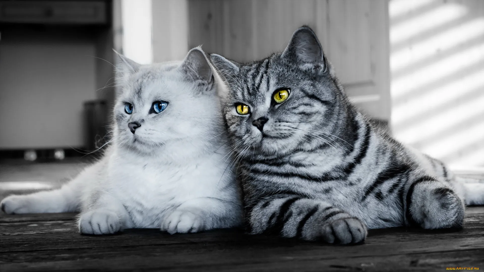 Обои Животные Коты, обои для рабочего стола, фотографии животные, коты, фон, взгляд, кошки Обои для рабочего стола, скачать обои картинки заставки на рабочий стол. Обои Животные Коты, обои для рабочего стола, фотографии животные, коты, фон, взгляд, кошки Обои для рабочего стола, скачать обои картинки заставки на рабочий стол.