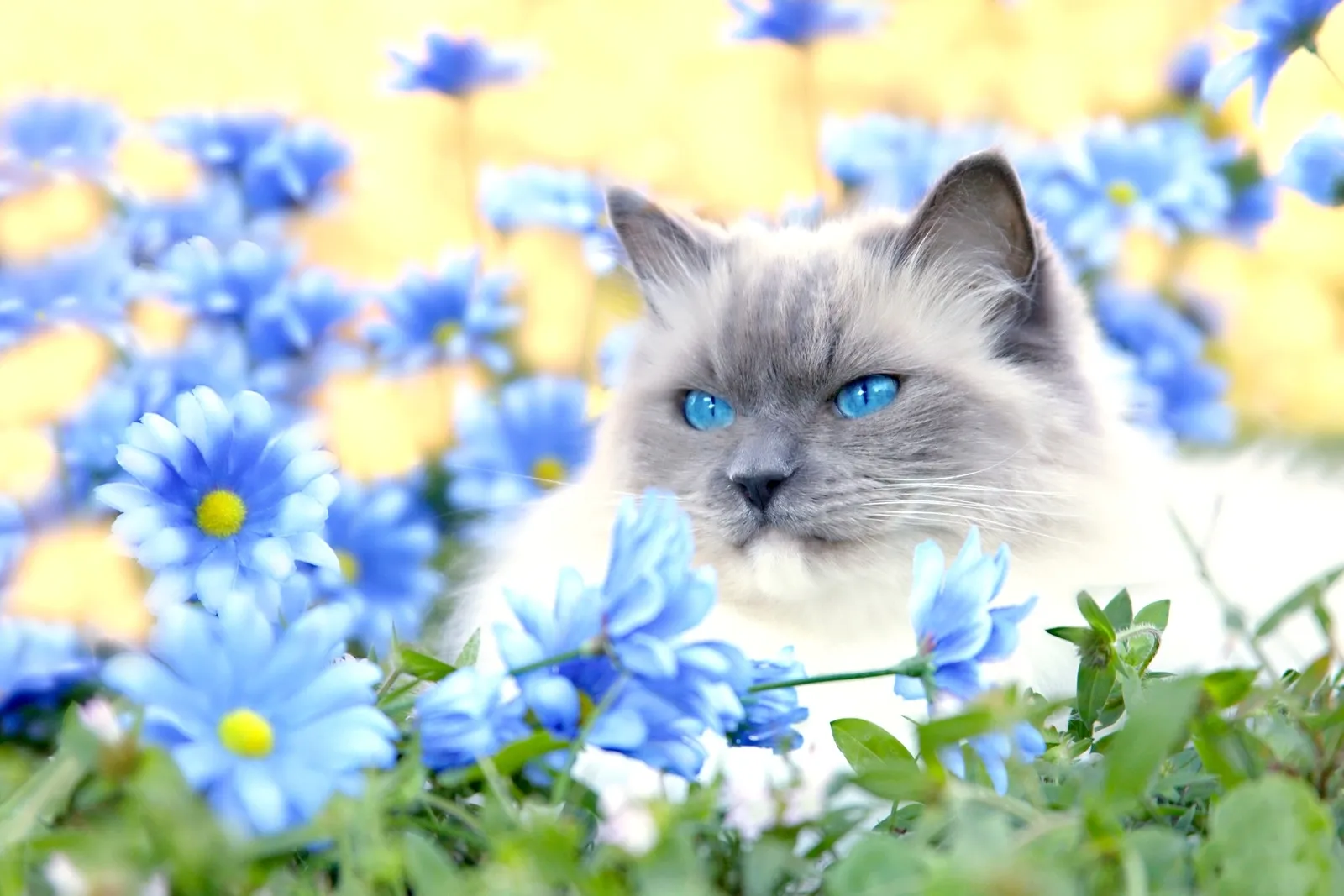 Обои \"Кошки (Коты Котики)\" на рабочий стол, скачать бесплатно лучшие картинки Кошки (Коты Котики) на заставку ПК (компьютера) | mob.org Обои \"Кошки (Коты Котики)\" на рабочий стол, скачать бесплатно лучшие картинки Кошки (Коты Котики) на заставку ПК (компьютера) | mob.org