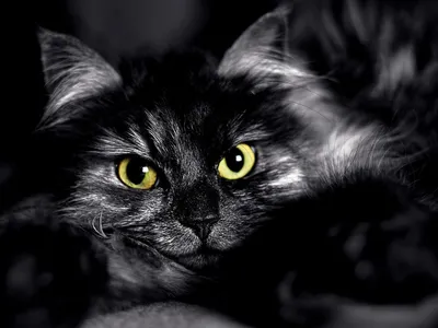 Обои для рабочего стола коты Кошка в цветах Животные